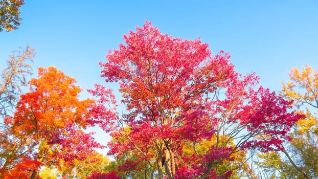 A stunning landscape showcasing vibrant autumn trees in a spectrum of colors, set against a clear blue sky. The scene captures the essence of nature s beauty and the transition of seasons.