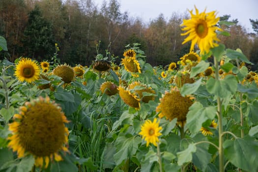 Large field of sunflowers showcasing varying stages of ripeness, with some blooms facing the sun while others droop, all set against a serene forest backdrop