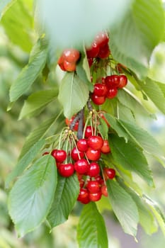 Close-up of ripe red cherries clustered on a branch surrounded by green leaves in natural light on a cherry tree during summer harvest season