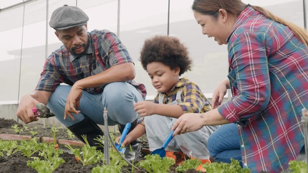 Family with small children gardening farm growing organic vegetables together, Father mother and son help planting a vegetable garden, Concept of healthy eating growing vegetables at home