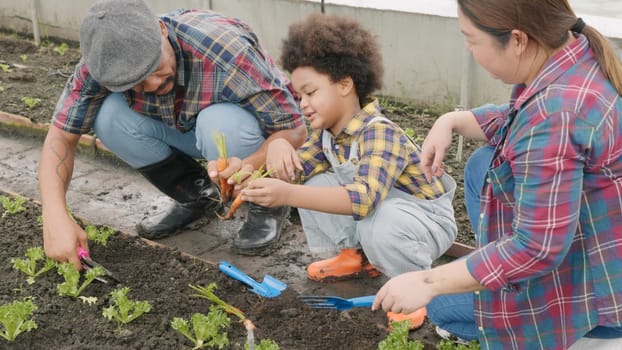 Family with small children gardening farm growing organic vegetables together, Father mother and son help planting a vegetable garden, Concept of healthy eating growing vegetables at home