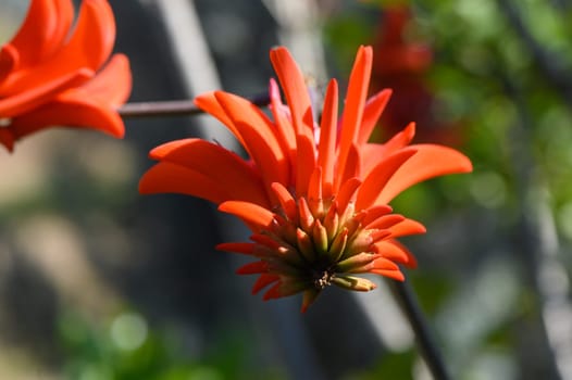 Bright red petals burst forth from the center of a plant, catching sunlight in a lush garden. Surrounded by greenery, these flowers embody the essence of spring's renewal and vibrancy.