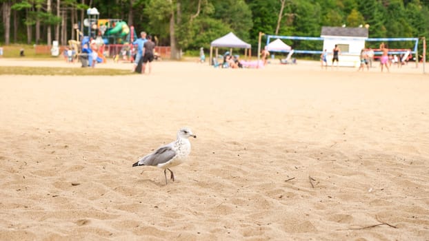 The seagull is standing on the sandy beach near the volleyball court. On the blurred background, there are unrecognizable people playing volleyball and kids playing on the playground.