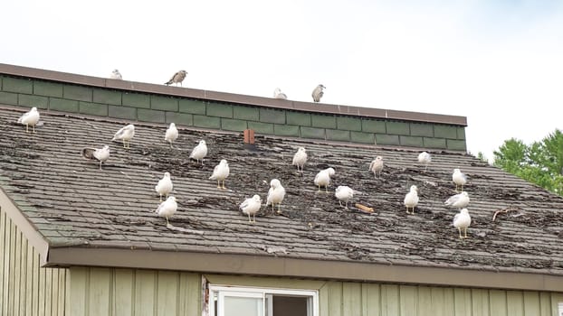 A group of seagulls are standing on a rooftop. The seagulls are all different sizes and colors. Some of the seagulls are looking at the camera, while others are looking away.