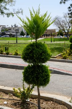 A striking topiary with vibrant green foliage creates a focal point in a sunny park, surrounded by well-maintained grass and distant buildings, inviting visitors to relax and enjoy nature.