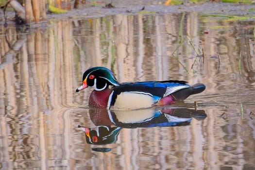 A male wood duck swims in calm, reflective, water in north Idaho.