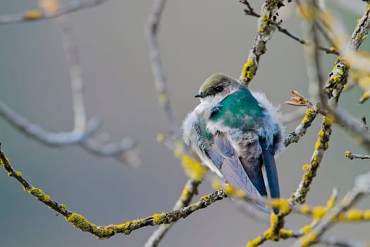 A small cute violet green swallow is perched on a small branch in north Idaho.