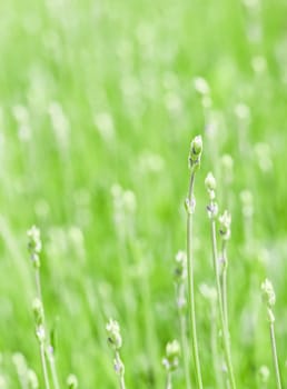 Soft focus on beautiful lavender buds in summer garden