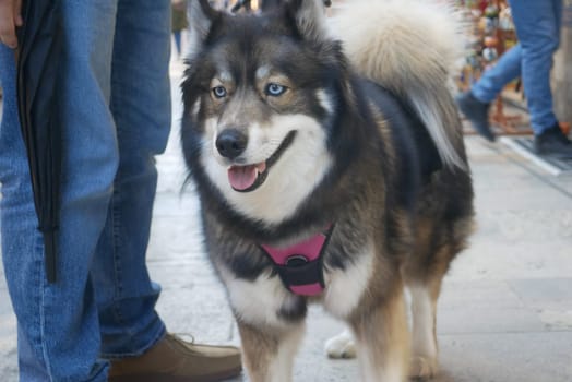 A playful dog stands beside a person in a lively outdoor market.
