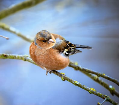 Closeup of a male cahffinch bird sitting on the brach of a tree