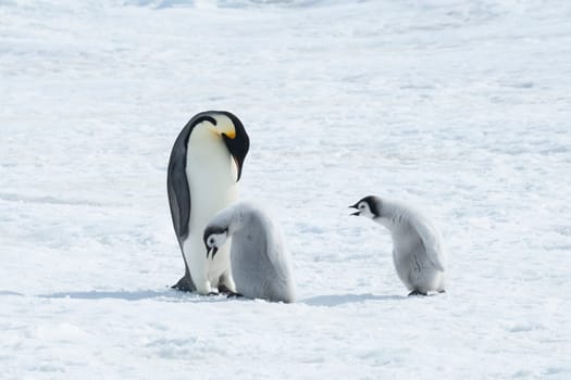 Emperor Penguin two three chicks in Antarctica . High quality photo
