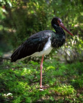 Portrait of a standing black stork