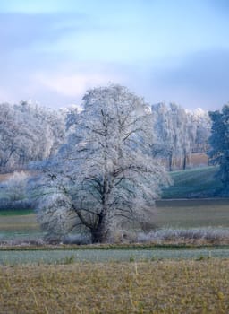 Single frosted tree in a foggy winter landscape in Bavaria seen in Schrobenhausen (Bavaria, Germany)