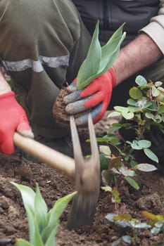 Two individuals are planting flowers in a garden bed with care.