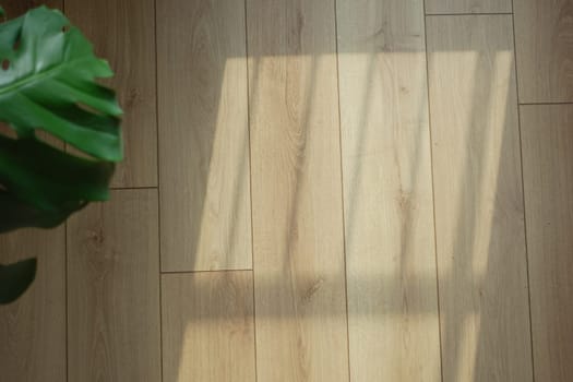 Sunlight filters through, casting gentle shadows on a light wooden floor.