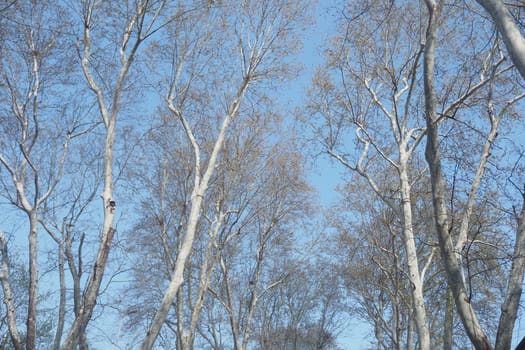 Branches of tall trees reach upward under a clear blue sky.
