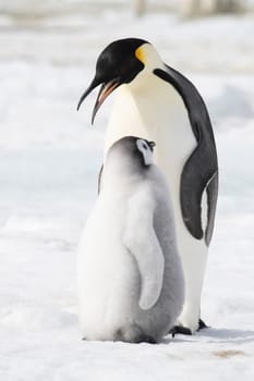 An Emperor Penguin with chick at the Emperor Penguin Colony at Snow Hill, Weddell Sea, Antarctica. October 2018. . High quality photo