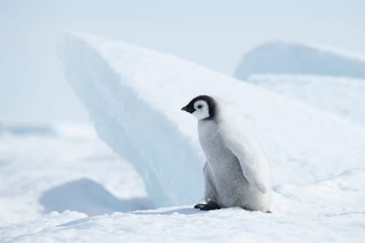 Lonely Emperor Penguin chick on snow in Antarctica. High quality photo