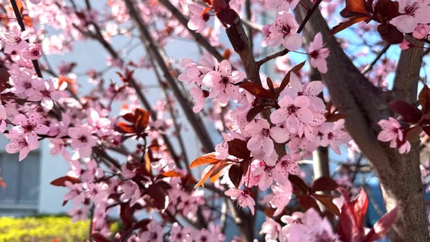 Beautiful Pink Cherry Blossoms Blooming on Tree in Springtime Sunlight. Vivid pink cherry blossom flowers are showcased on tree branches, capturing nature's essence and the freshness of spring with vibrant colors under warm sunlight.