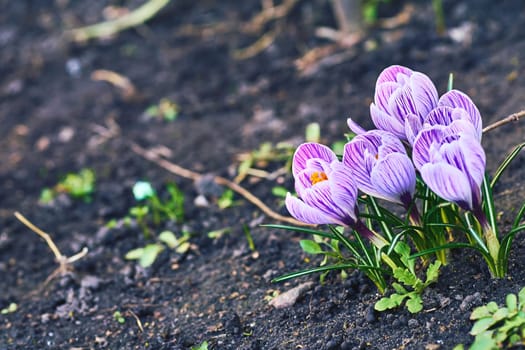 a species of perennial herbaceous plant of the genus Saffron of the Iridaceae family