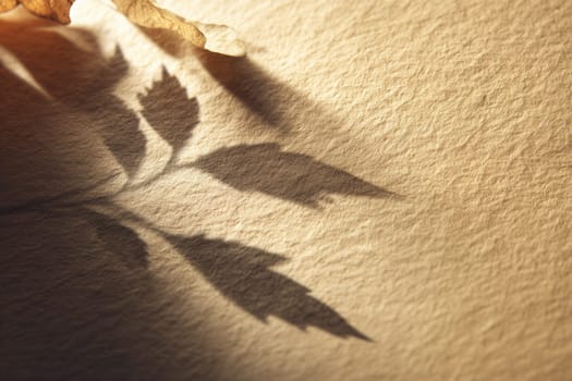 Leaf shadows cast across a warm-toned textured paper surface in soft natural light. Great for eco-themed projects, backgrounds, nature-inspired branding, and minimalist design aesthetics