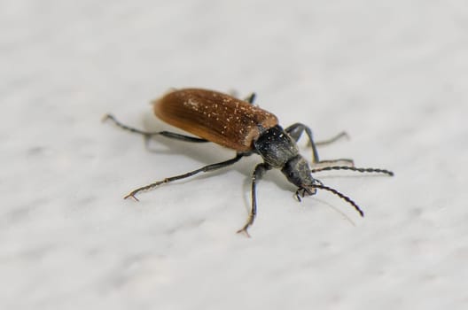 This close-up captures the distinct beauty of a beetle, highlighting its unique coloration and texture. Set against a light background, the details reveal the wonders of nature.