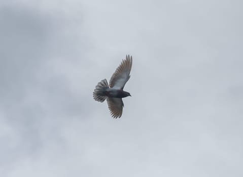 A graceful bird glides effortlessly against the backdrop of a softly overcast sky at dawn. Its wings stretch wide as it navigates the crisp morning air, symbolizing freedom.
