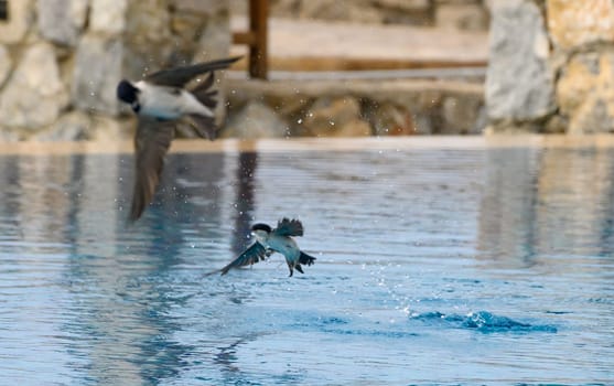 Two swallows revel in their playful dance above a tranquil pool, splashing into the cool water as the sun sets, casting golden reflections across the surface.