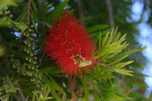 A striking red flower, resembling a brush, stands out among vibrant green leaves in a peaceful garden, capturing the essence of summer's beauty and warmth.