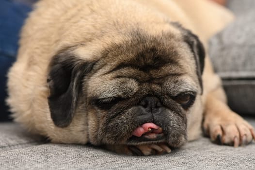 A relaxed pug lies on a soft sofa, its fur slightly ruffled. With its tongue sticking out, the adorable dog emits a peaceful vibe while enjoying the calm atmosphere of the cozy living room.