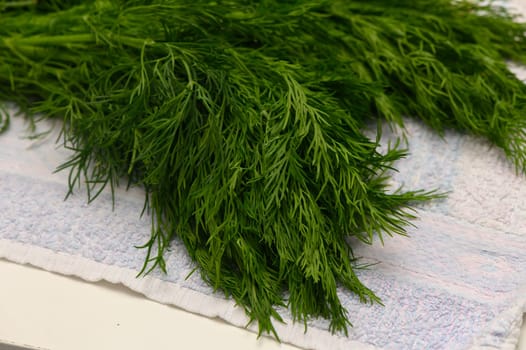 Lush green dill rests on a white towel, its feathery fronds vibrant and fragrant. This herb, commonly used in cooking, adds flavor to various dishes, beckoning culinary adventures.