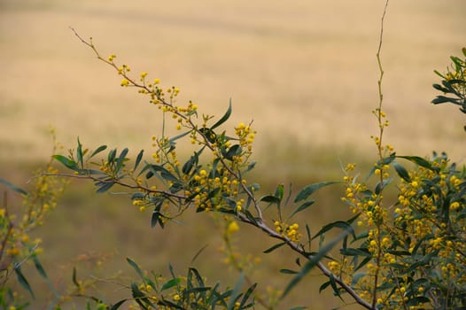 Yellow blossoms cluster among verdant leaves, capturing the essence of nature's beauty. The golden background hints at a vast field bathed in soft afternoon light, evoking tranquility.