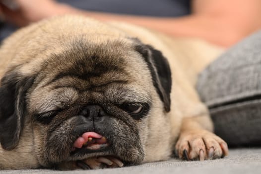 A charming pug relaxes on a soft couch, its tongue playfully sticking out. This adorable dog revels in a cozy atmosphere, surrounded by warmth and comfort at home.