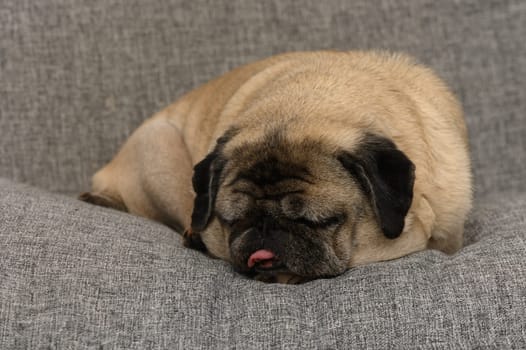 A charming pug rests soundly on a soft grey couch, its body curled up tightly. The dog’s peaceful expression and relaxed posture create a soothing atmosphere in the room.