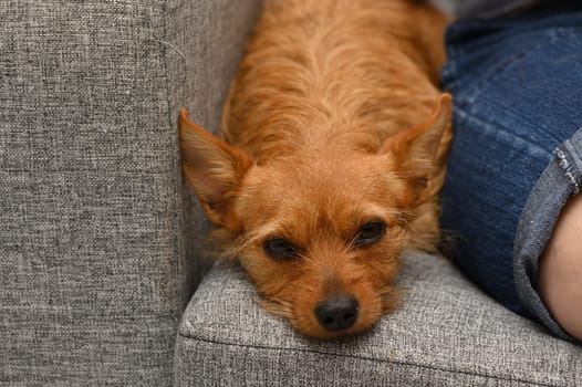 A small, golden-haired dog rests its head on a plush, gray couch, enjoying a tranquil afternoon. Nearby, a casual pair of denim shorts creates a laid-back atmosphere in the cozy living room.
