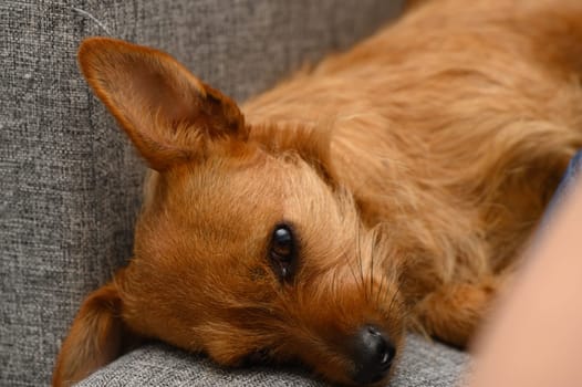 A small brown dog rests peacefully on a plush gray couch, basking in the warmth of a sunny afternoon. Its relaxed demeanor reflects a cozy, homely atmosphere.