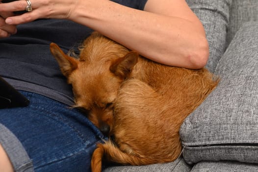 A small brown dog rests peacefully on the lap of its owner, who is seated on a grey couch. Soft light fills the cozy living room, enhancing the warmth of the moment.