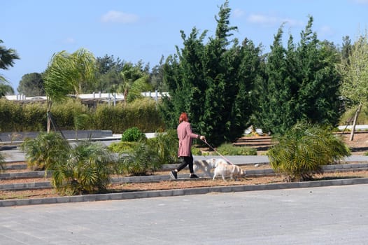 A woman walks her dog along a tree-lined path in a picturesque park. The sun shines brightly as gentle breezes sway the branches. This serene moment captures the joy of companionship and nature.