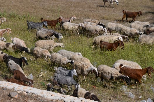 A diverse group of sheep and goats roams freely, munching on the vibrant grass while enjoying the warm sunshine. The idyllic pastoral setting highlights rural tranquility.