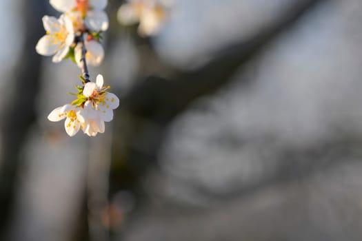 Flowers on almond trees. Blooming almond trees in almond orchard. Concept of blossoming trees in spring. The concept of agriculture and orcharding.