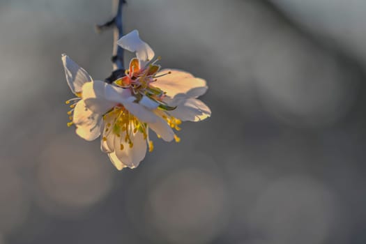 Blossoms on almond trees. Blooming almond trees in almond orchard. Concept of flowering trees in spring. The agricultural and orcharding concept. Macro image, close-up.