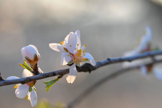 Blossoms on almond trees. Blooming almond trees in almond orchard. Concept of budding trees in spring. The concept of agriculture and orcharding. Petals of flowers on almond trees at dusk.