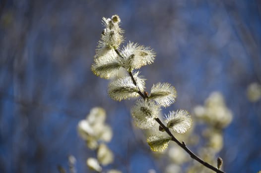 A close-up shot highlights a willow branch with fluffy catkins against a soft, blurred blue backdrop, perfect for spring.