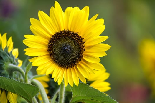 A close-up of a vibrant sunflower with bright yellow petals and a dark brown center, surrounded by green leaves. The background is softly blurred, highlighting the sunflower's beauty.