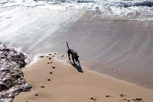 Dog walking alone along sandy beach, leaving paw prints in the sand. The dog strolls calmly across the shore, with no people around, enjoying the peaceful beach