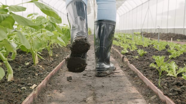 Close up of back muddy gumboots of farmer walking along at vegetables farm after heavy rain, Dirty farmer's rubber boots
