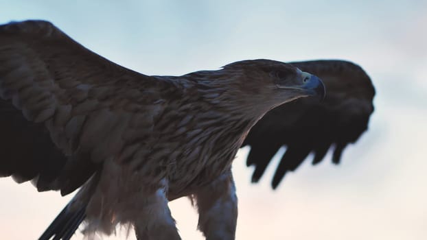 Close-up of a greater spotted eagle opening its wings in Crimea, showcasing its impressive size and power