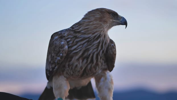 Majestic imperial eagle perched on falconer's glove, against a blurred Crimean landscape during a captivating bird training session