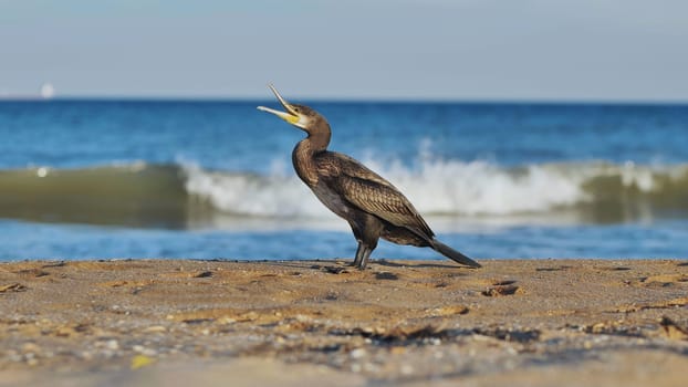 Great cormorant with open beak singing on a sandy beach in Crimea with blue sea and waves in the background