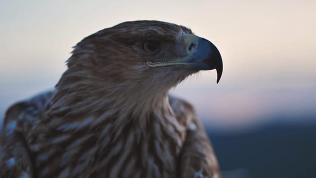 Close-up of an imperial eagle observing Crimean peninsula at sunset